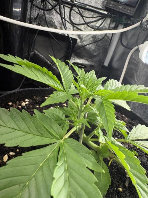 Indoor 60cmsX60cms Basse Consommation. Week 2