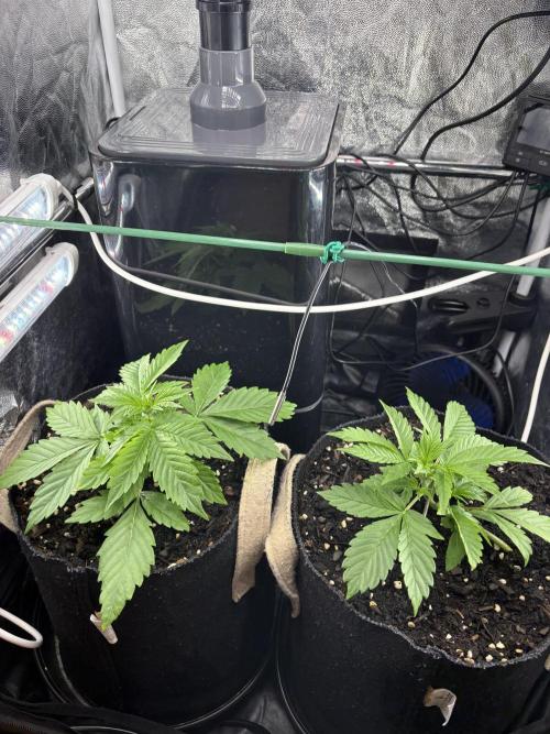 Indoor 60cmsX60cms Basse Consommation. Week 2