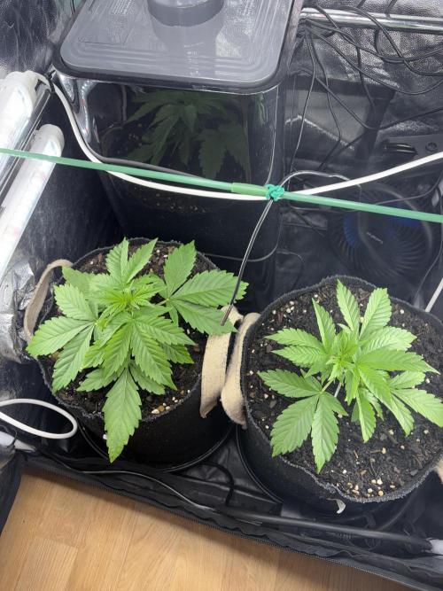 Indoor 60cmsX60cms Basse Consommation. Week 2