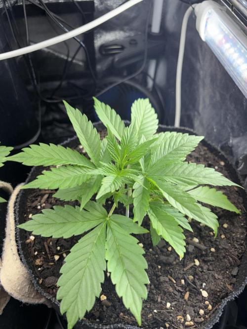Indoor 60cmsX60cms Basse Consommation. Week 2