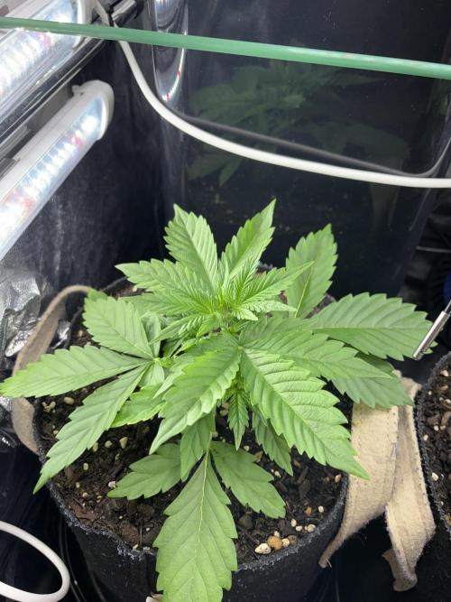 Indoor 60cmsX60cms Basse Consommation. Week 2