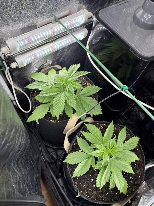 Indoor 60cmsX60cms Basse Consommation. Week 3