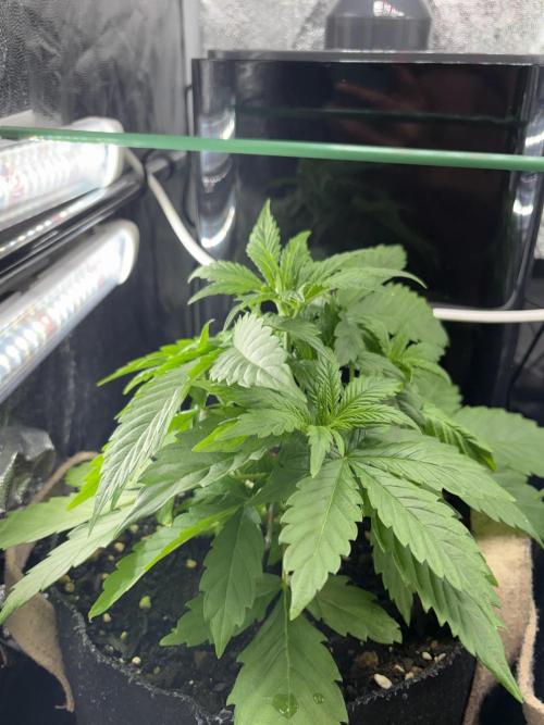 Indoor 60cmsX60cms Basse Consommation. Week 3