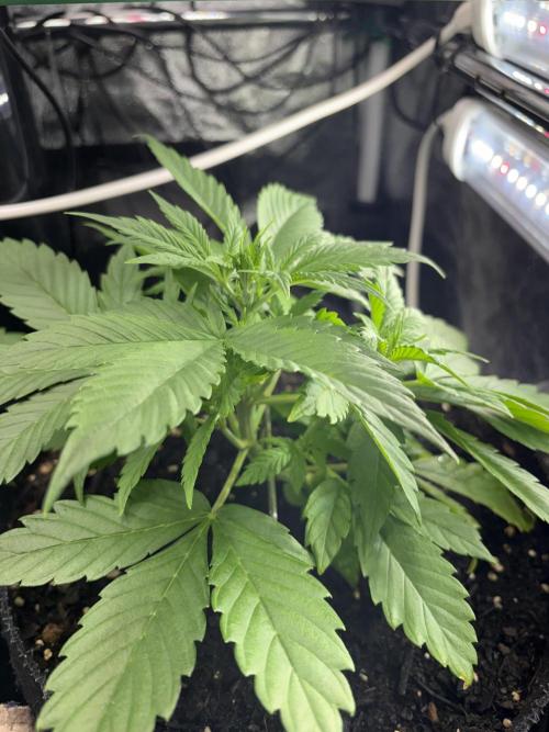 Indoor 60cmsX60cms Basse Consommation. Week 3