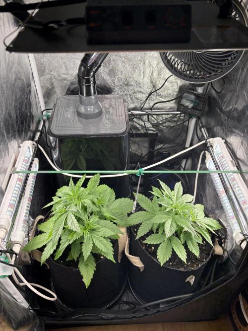 Indoor 60cmsX60cms Basse Consommation. Week 3