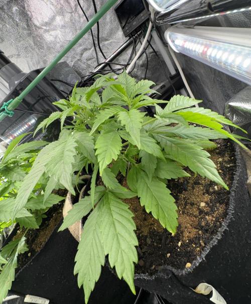 Indoor 60cmsX60cms Basse Consommation. Week 3