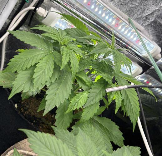 Indoor 60cmsX60cms Basse Consommation. Week 3