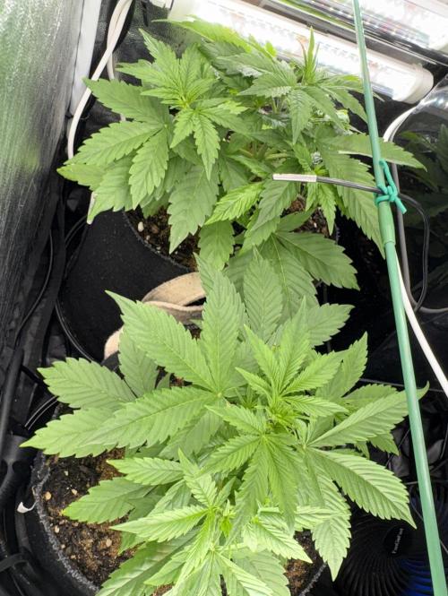 Indoor 60cmsX60cms Basse Consommation. Week 3