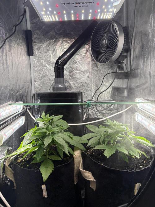 Indoor 60cmsX60cms Basse Consommation. Week 3