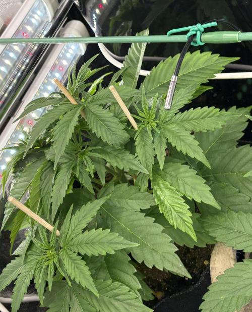 Indoor 60cmsX60cms Basse Consommation. Week 3