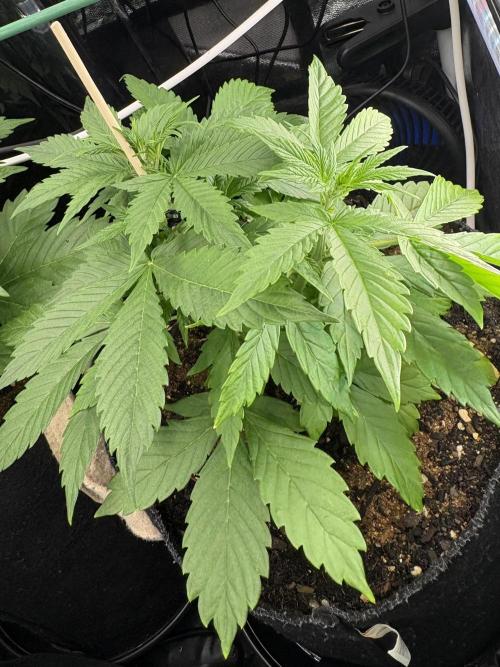 Indoor 60cmsX60cms Basse Consommation. Week 3