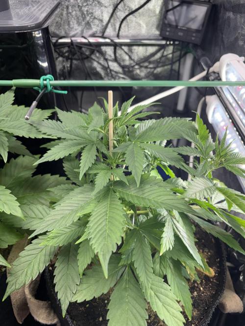 Indoor 60cmsX60cms Basse Consommation. Week 3