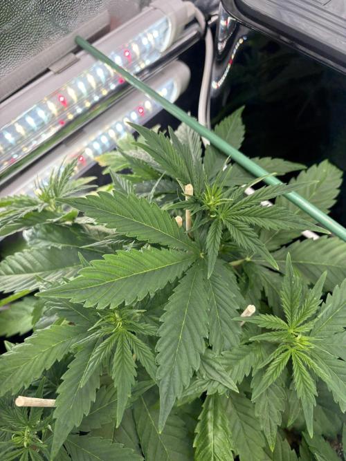 Indoor 60cmsX60cms Basse Consommation. Week 3