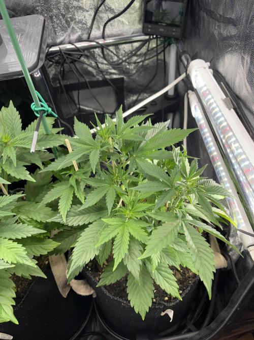 Indoor 60cmsX60cms Basse Consommation. Week 4