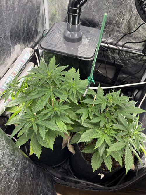 Indoor 60cmsX60cms Basse Consommation. Week 4