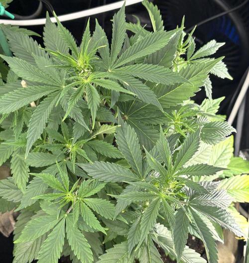Indoor 60cmsX60cms Basse Consommation. Week 4