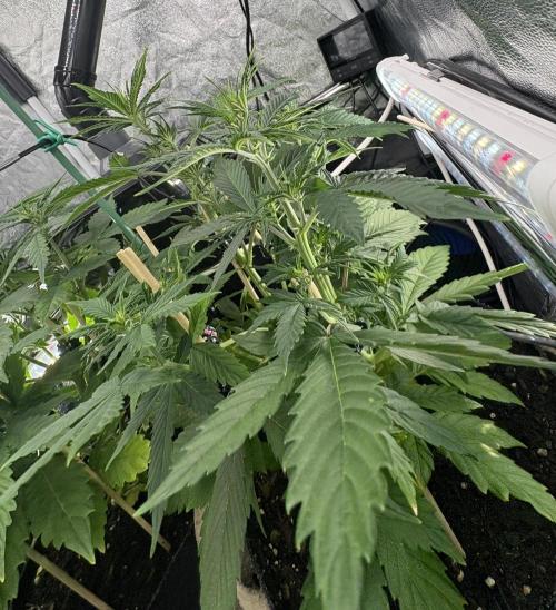 Indoor 60cmsX60cms Basse Consommation. Week 4