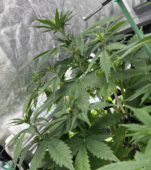 Indoor 60cmsX60cms Basse Consommation. Week 4