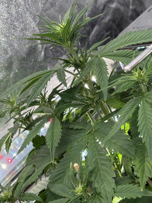 Indoor 60cmsX60cms Basse Consommation. Week 4