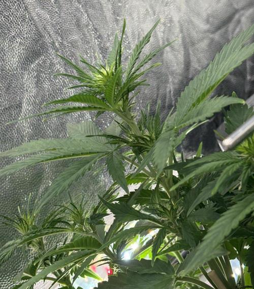 Indoor 60cmsX60cms Basse Consommation. Week 4