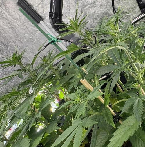 Indoor 60cmsX60cms Basse Consommation. Week 4