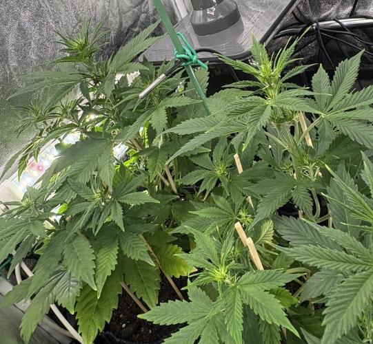 Indoor 60cmsX60cms Basse Consommation. Week 4