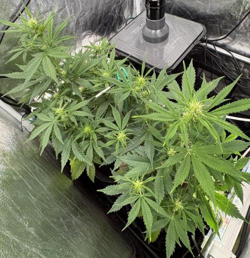 Indoor 60cmsX60cms Basse Consommation. Week 5