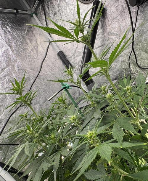 Indoor 60cmsX60cms Basse Consommation. Week 5