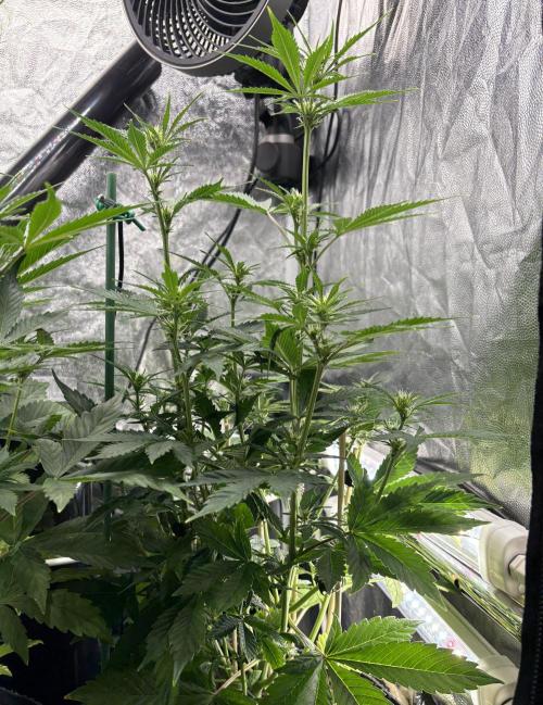 Indoor 60cmsX60cms Basse Consommation. Week 5