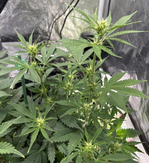 Indoor 60cmsX60cms Basse Consommation. Week 5