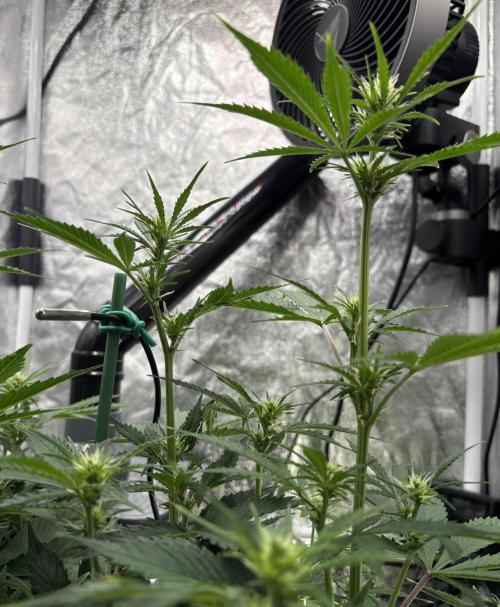 Indoor 60cmsX60cms Basse Consommation. Week 5