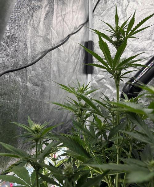 Indoor 60cmsX60cms Basse Consommation. Week 5