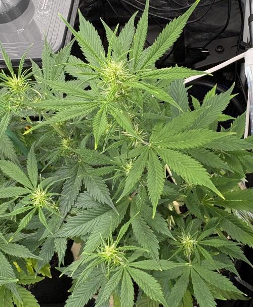 Indoor 60cmsX60cms Basse Consommation. Week 5