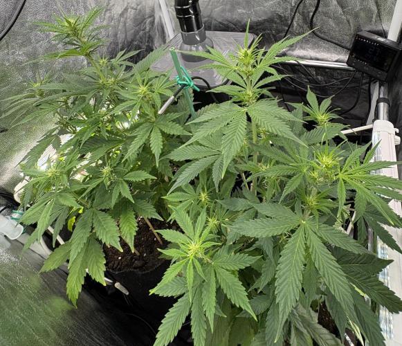 Indoor 60cmsX60cms Basse Consommation. Week 5