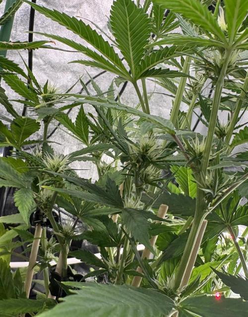 Indoor 60cmsX60cms Basse Consommation. Week 6