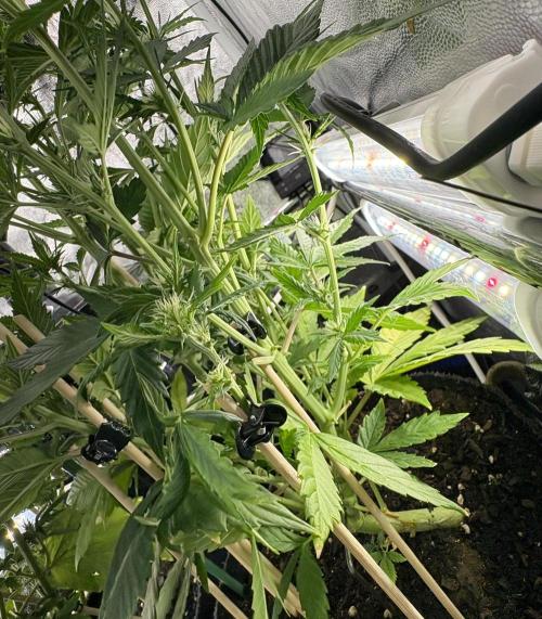 Indoor 60cmsX60cms Basse Consommation. Week 6