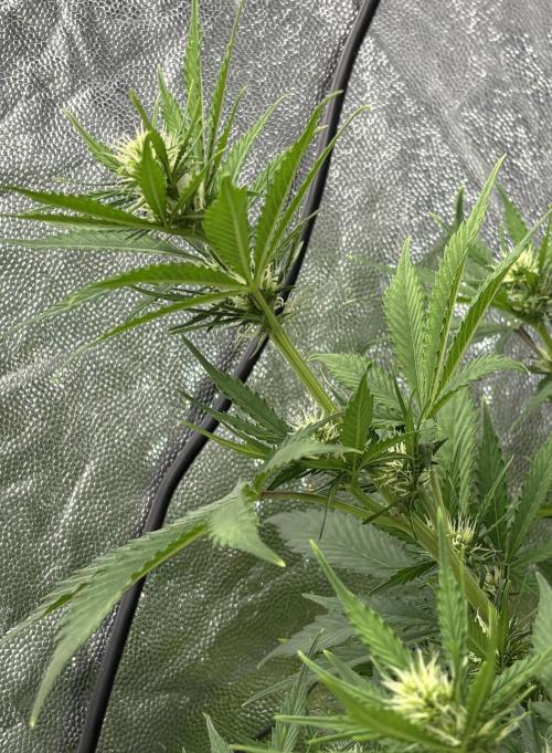 Indoor 60cmsX60cms Basse Consommation. Week 6