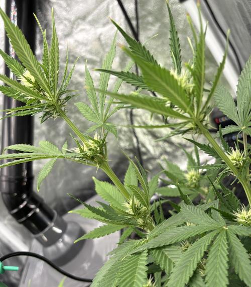 Indoor 60cmsX60cms Basse Consommation. Week 6