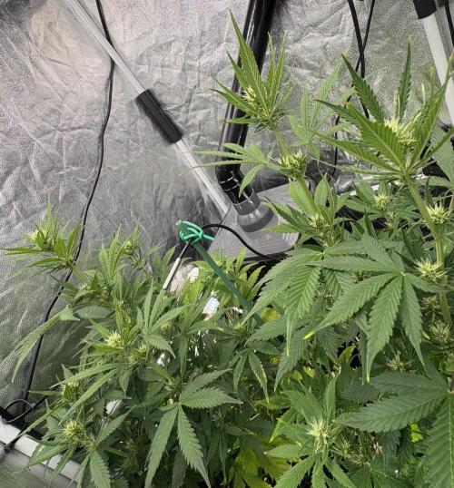 Indoor 60cmsX60cms Basse Consommation. Week 6