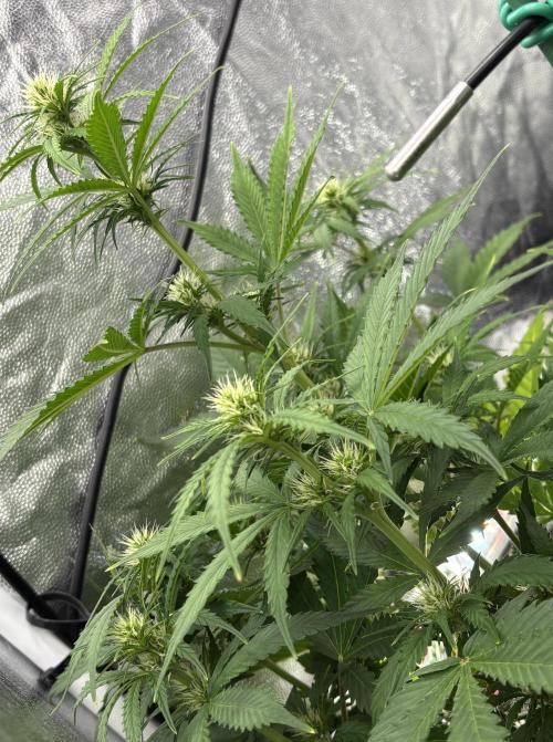 Indoor 60cmsX60cms Basse Consommation. Week 6