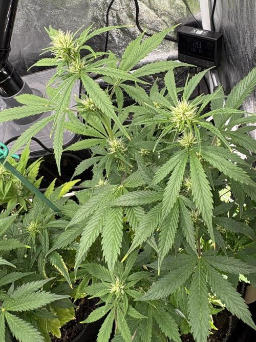 Indoor 60cmsX60cms Basse Consommation. Week 6