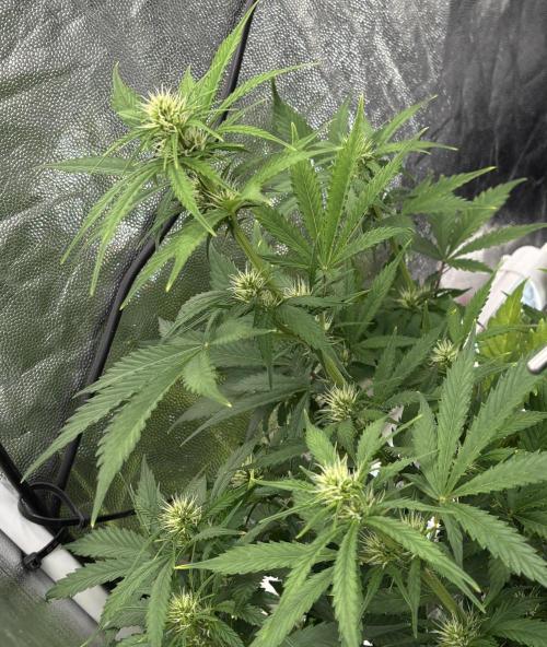 Indoor 60cmsX60cms Basse Consommation. Week 6