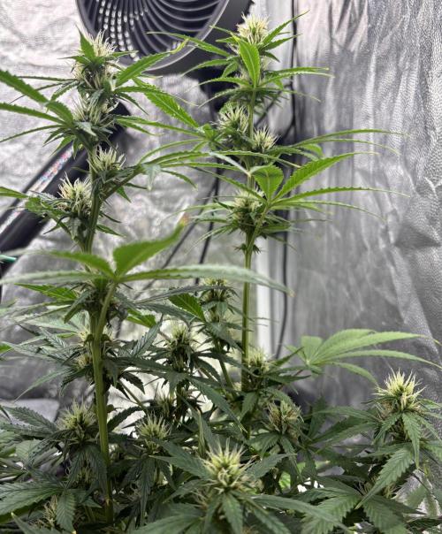 Indoor 60cmsX60cms Basse Consommation. Week 7