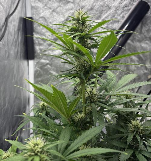 Indoor 60cmsX60cms Basse Consommation. Week 7