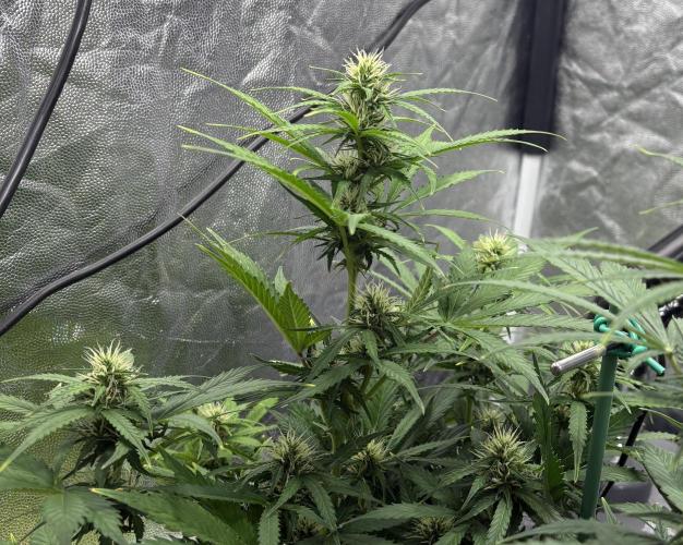 Indoor 60cmsX60cms Basse Consommation. Week 7