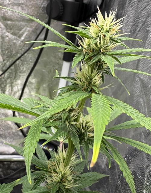 Indoor 60cmsX60cms Basse Consommation. Week 7