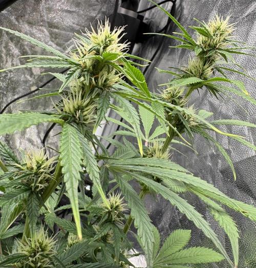 Indoor 60cmsX60cms Basse Consommation. Week 7