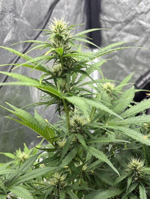 Indoor 60cmsX60cms Basse Consommation. Week 7