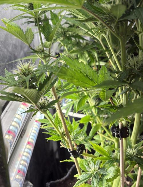 Indoor 60cmsX60cms Basse Consommation. Week 7