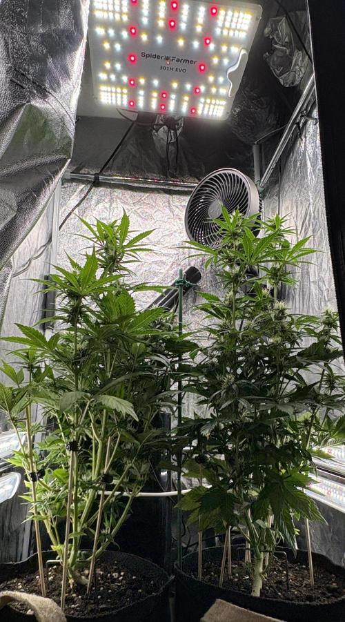 Indoor 60cmsX60cms Basse Consommation. Week 7